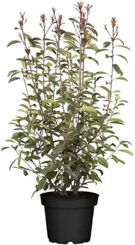 Photinia fraseri 'Red Robin' – Winterharte, immergrüne Heckenpflanze - Pflegeleichte Glanzmispel mit feuerrotem Austrieb und duftenden Blüten. Ideal für Sichtschutz und Vorgarten, auch für Kübel geeignet. Robust und schnellwachsend für ganzjährige Dekoration.