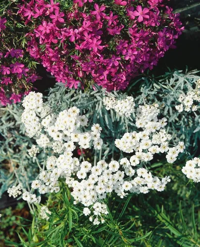 Pflanzen für Dich Staude Achillea kellereri, 1 St., Schafgarbe