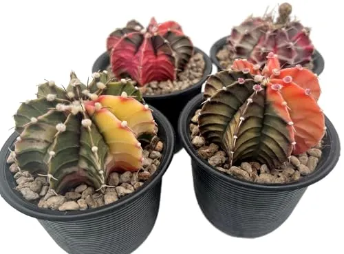Fangblatt - Gymnocalycium mihanovichii variegata - Bunter Kaktus im Ø 9 cm Topf - Kakteen, einzigartiger Gymnocalycium mihanovichii variegata mit faszinierender Farbvielfalt, pflegeleicht und ideal für Pflanzenliebhaber.