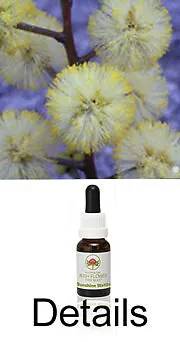 SUNSHINE WATTLE Buschblüten Australian Bush Flower Essences / Love Remedies