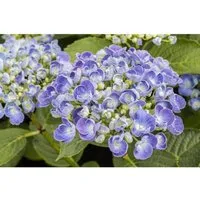 Hydrangea macrophylla Ayesha - Gartenhortensie mit löffelförmigen Blüten - Ziergehölze: Die bezaubernde Bauernhortensie ‘Ayesha’ begeistert mit einzigartigen Blütenbällen und langen Blütezeiten von Juni bis September. Ideal für halbschattige Lagen und als Kübelpflanze.