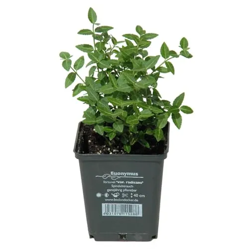 Grüner Spindelstrauch 'Radicans', Topf 9x9 cm, 12 Pflanzen