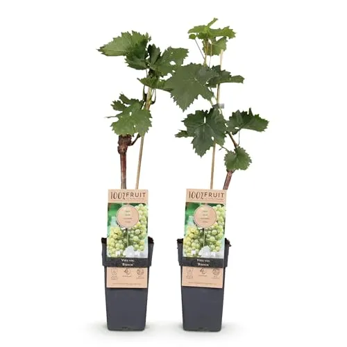 Green boutiQ - Obstpflanze - Vitis vinifera Bianca - Weinrebe - Veredelt - Weiße Traube - 2 Pflanzen - Topf 15cm - Höhe 50cm