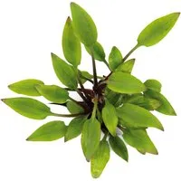 Dennerle Plants Aquariumpflanze Cryptocoryne Lutea Hobbit