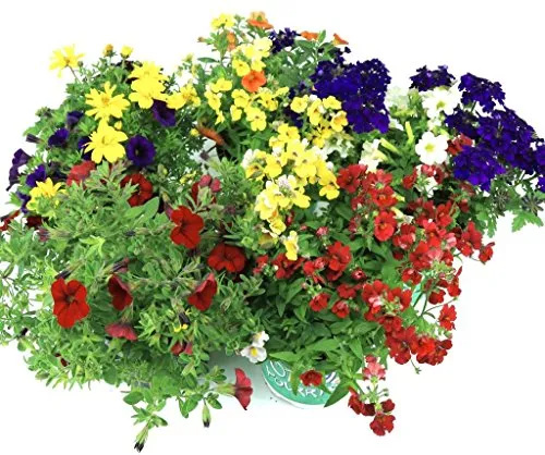 Sommer Blumen Set Nr.1 - 3 bunte Beet- und Balkonblumen - Entdecken Sie unser Set mit 3 verschiedenen Sommerblumen, ideal für sonnige Standorte! Diese farbenfrohen Pflanzen blühen den ganzen Sommer hindurch und verschönern jeden Balkon oder Garten.