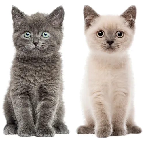 Katzen-Baby Fensterbild Set I beidseitig bedruckte Fenster-Aufkleber I dv_978