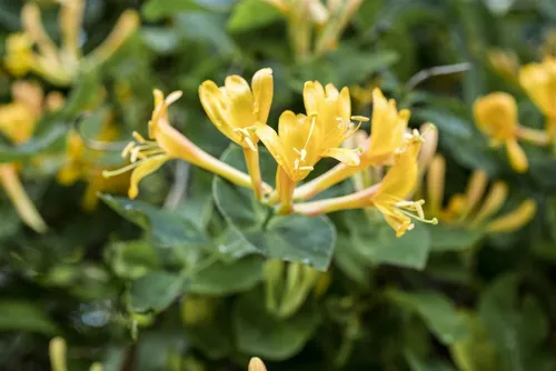Lonicera heckrottii Kletterpflanze, 1 St. - Heckrott-Geißblatt - Kletterpflanze für Gartenliebhaber, bienenfreundlich mit duftenden, zweifarbigen Blüten und schnellem Wachstum für Sichtschutz.
