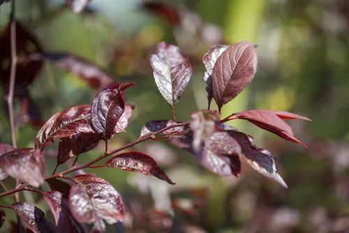 Prunus 'Trailblazer' - Robuste Pflaume für jeden Garten - Ziergehölz mit üppigen rosa Blüten, ideal als Sichtschutz oder Solitärpflanze. Pflegeleicht, winterhart und ein Magnet für Insekten.
