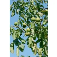 Walnussbaum Juglans regia 'Lake' 150-200 cm - Obstsamen & -pflanzen mit großen, schmackhaften Walnüssen. Winterhart, pflegeleicht und ideal für Gärten – perfekter Schattenspender!