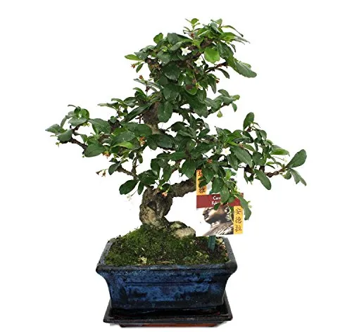 Exotenherz Bonsai Fukientee Carmona microphylla - ca. 6 Jahre - Bonsai Pflanze Carmona microphylla, ca. 6 Jahre alt, mit eleganter Keramikschale, ideal für Bonsai-Liebhaber und zur Raumdekoration.