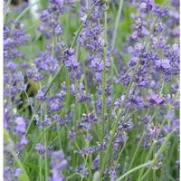 Echter Lavendel Peter Pan - Lavandula angustifolia