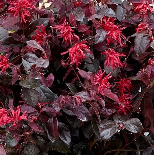 Hochstamm Riemenblüte Daybreaks Flame 80-100cm - Loropetalum chinense