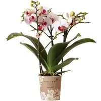 Kolibri Orchids Weiße Schmetterlings-Orchidee Mineral Gibraltar Ø9cm - Blumen & Stauden – Elegante Phalaenopsis mit langen Blühzeiten, ideal für Zuhause oder Büro, pflegeleicht und in praktischer Topfgröße Ø9 cm.