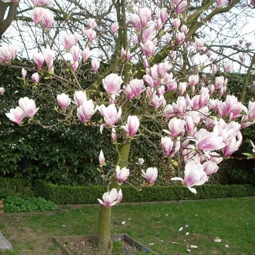 Magnolia soulangeana von INTRAGARTEN | Tulpen-Magnolie - Blumensamen & -pflanzen, pflegeleichte Frühlingsblüher mit beeindruckender Blütenpracht für Vorgärten und große Kübel.