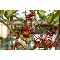 Pflanzen für Dich Gehölze Cotoneaster watereri Pendulus - Hängemispel in Weiß, ideal für sonnige, windgeschützte Standorte. Wächst hängend und ausladend, perfekt für dekorative Akzente im Garten.