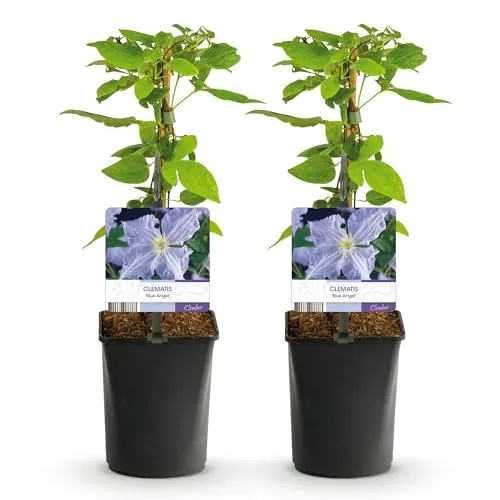 GreenboutiQ - Kletterpflanze - Clematis Blue Angel - Blüte Licht Blau - Wenig Pflege - 2 Pflanzen - Topf 11cm Höhe 40cm