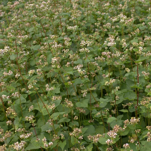 Buchweizen 25 kg - Zwischenfrucht für Bienentracht - Saatgut für Buchweizen, ideal als Zwischenfrucht und Bienentrachtpflanze. Hohe Erträge und Förderung der Biodiversität in Ihrem Garten oder Feld.