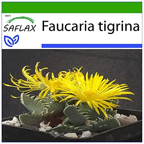 SAFLAX - Kakteen - Echter Tigerrachen - 40 Samen - Mit keimfreiem Anzuchtsubstrat - Faucaria tigrina