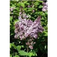Syringa patula 'Miss Kim', Kleinblütiger Flieder mit lavendelblauen Blüten - Blumen & Stauden – Kompakte, duftende Pflanze, ideal für Garten oder Kübel, winterhart bis -20 °C und pflegeleicht.