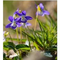 Hunds-Veilchen  - Viola canina