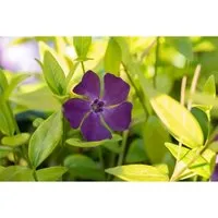 Vinca Minor Verino Immergrün Blau Ca. 9x9 cm Topf