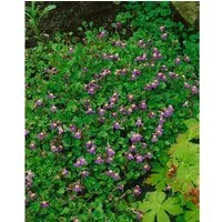 Cymbalaria Hepaticifolia Leberblümchen Ca. 9x9 cm Topf