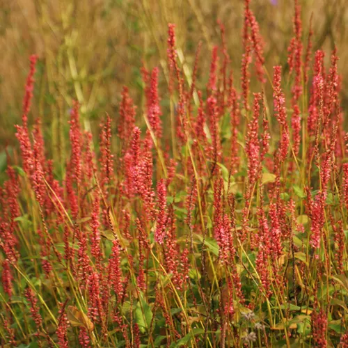 Kerzenknöterich - Persicaria amplexicaulis 'Orange Field' | Topf 9cm x 9cm 6 x