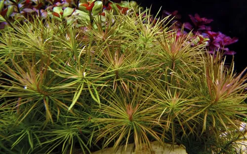 Aquaone Wasserpflanze Aquarium Pflanze Pogostemon stellata Nr.053G