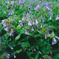Symphytum grandiflorum 'Blaue Glocken' – Ausdauernde Gartenstaude - Die ausdauernde Gartenstaude 'Blaue Glocken' überzeugt mit leuchtend blauen Blüten und robustem, grünem Laub. Ideal als pflegeleichter Bodendecker für schattige Bereiche im Garten.