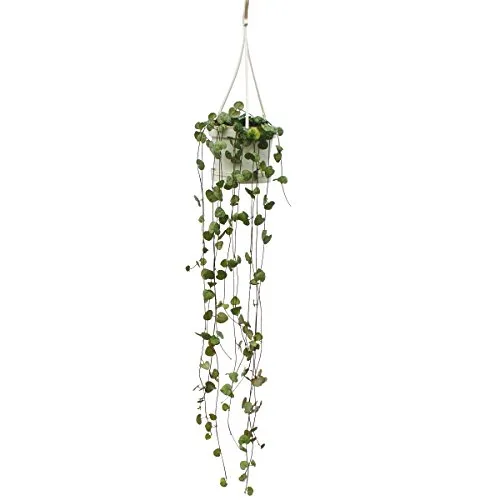 Ceropegia woodii Leuchterblume - Hängende Zimmerpflanze - Die Ceropegia woodii ist eine pflegeleichte Zimmerpflanze mit herzförmigen Blättern. Ideal für sonnige bis halbschattige Standorte, benötigt sie nur wenig Wasser und ist somit perfekt für Anfänger geeignet.
