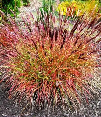 BALDUR Garten 3x Chinaschilf Red Chief, Pflanzen im 9x9 cm-Topf, Miscanthus sinensis, winterharte Staude, Chinagras, trockenresistent, mehrjährig, Wasserbedarf gering, blühend, sonniger Standort