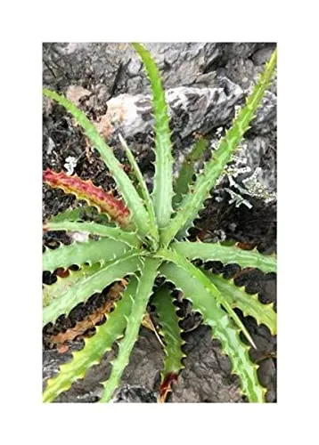 Stk - 10x Hechtia glomerata Guapilla Bromelie Garten Pflanzen - Samen ID572 - Seeds & Plants Shop by Ipsa