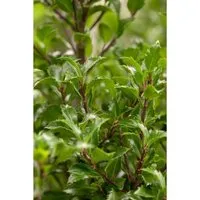 Ilex meserveae 'Heckenfee' -R- 30-40 cm