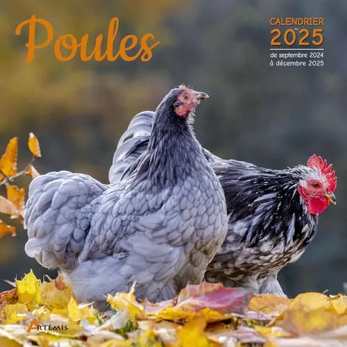 Calendrier Poules 2025: Calendrier de septembre 2024 à décembre 2025