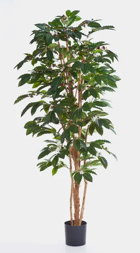 Kunstbaum Kaffeebaum Moka, 150 cm – künstliche Kaffeepflanze mit 471 Blättern - Der 150 cm hohe Kunstbaum Kaffeebaum Moka bringt grünes Flair in Ihr Zuhause. Ideal zur Dekoration und pflegeleicht – perfekt für jeden Innenraum!