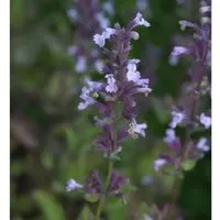 Katzenminze Grandiflora - Nepeta grandiflora