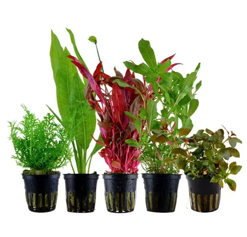Aquaone Wasserpflanze Pflanzen Set mit 5 Hintergrund Wasserpflanzen Nr.142 - Wasserpflanzen Set mit 5 volldurchwurzelten Pflanzen für ein gesundes Aquarium, ideal zur Verbesserung der Wasserqualität und als schöner Blickfang.