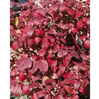 Cornus alba 'Baton Rouge' - Winterharter Hartriegel mit leuchtend roten Zweigen - Idealer Strauch für Hecken und Rabatten. Pflegeleicht und winterhart bis -30 °C, bringt im Winter farbenfrohe Akzente in Ihren Garten.