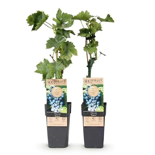 Green boutiQ - Obstpflanze - Vitis vinifera Regent - Weinrebe - Veredelt - Blaue Traube - 2 Pflanzen - Topf 15cm - Höhe 50cm