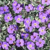 Aubrieta X Cult Dr Mules Variegated Blaukissen Ca 9x9 cm Topf