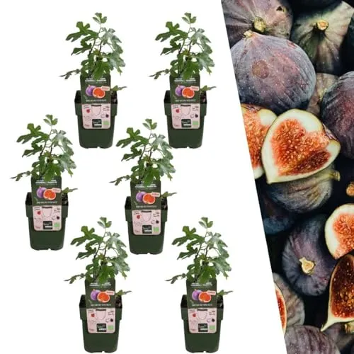 Plants by Frank | 6 Feigenbaum Pflanzen BIO | 6 x Ficus Carica | 13 cm Ø | 20 cm ↨ | Feigenbaum | 100% Biologisch | Obstgarten | Obstbäume | Gemüsegarten | Gartenpflanzen