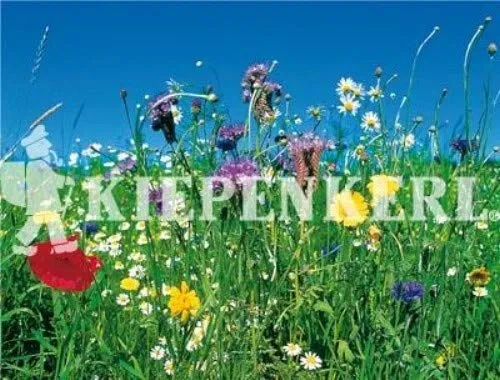 Reine Wildblumen und Kräutermischung 500gr