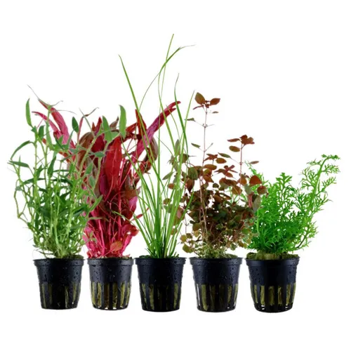 Aquaone Pflanzen Set mit 5 Hintergrund Wasserpflanzen Nr.118 - Vielfältiges Set mit 5 hochwertigen Hintergrundwasserpflanzen für ein lebendiges Aquarienambiente, ideal zur Gestaltung und Verbesserung der Wasserqualität.