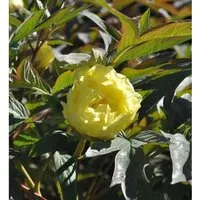 Strauchpfingstrose Gelb - Paeonia suffruticosa