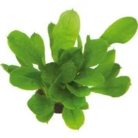 Dennerle Plants Aquariumpflanze Echinodorus Grisebachii Tropica