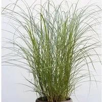 Chinaschilf Red Chief - Miscanthus sinensis