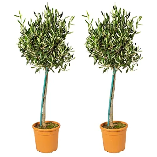 Bloomique Olivenbaum Set - 2x Olea Europaea - Winterhart - 80-90 cm - 2er Set Olea Europaea, ideal für mediterranes Flair im Garten. Immergrün, pflegeleicht und mit schützender Verpackung geliefert. Höhe ca. 80-90 cm, bringt Atmosphäre und Schönheit in jeden Außenbereich.