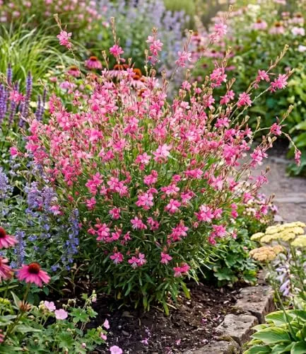 BALDUR Garten 2x Prachtkerze - Gaura 'Pink', winterharte Trendstaude im 9x9 cm-Topf - Wunderschöne Blüten in Schmetterlingsoptik, ideal für Beet & Kübel. Pflegeleicht und bienenfreundlich, perfekt für sonnige bis halbschattige Standorte. Mehrjährig und winterhart.