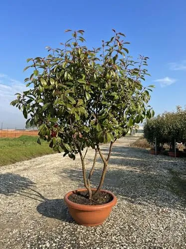 Sunny Tree - Photinia fraseri ‘Red Robin’ – mehrstämmiger Baum – Glanzmispel 180 cm