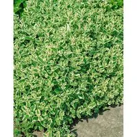 Mentha X Rotundifolia Variegata Apfelminze Ca. 9x9 cm Topf
